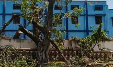 मामला : न्यायालय की शरण ली नगर निगम ने, सेंट जोसेफ स्कूल द्वारा काटा गया प्राचीन हरा वृक्ष