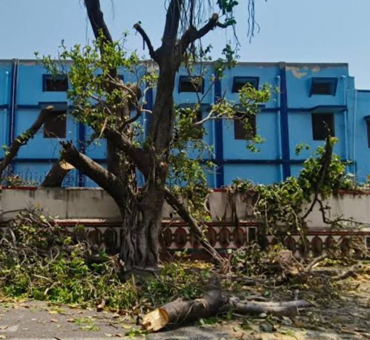 मामला : न्यायालय की शरण ली नगर निगम ने, सेंट जोसेफ स्कूल द्वारा काटा गया प्राचीन हरा वृक्ष