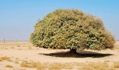 विश्व परिवार दिवस पर विशेष :  "माता-पिता दुआ के दरख़्त हैं"