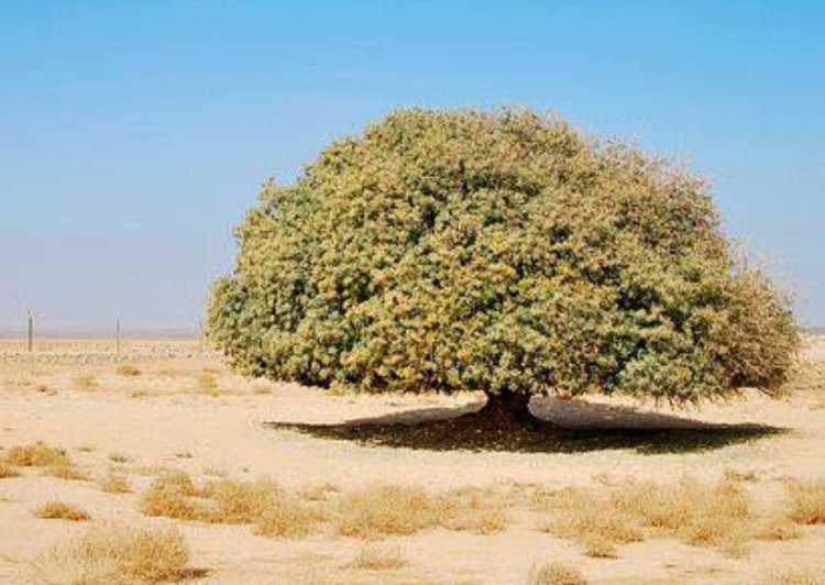 विश्व परिवार दिवस पर विशेष :  "माता-पिता दुआ के दरख़्त हैं"