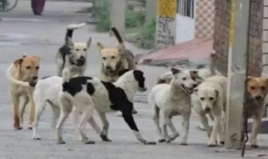 मुद्दे की बात : रतलाम में "कुत्तों" की संख्या में चमत्कारिक इजाफा