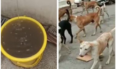 मुद्दे की बात : रतलाम जिला अभिभाषक ने पास किया जनहितैषी प्रस्ताव, पेयजल एवं बढ़ते स्ट्रीट डाग की समस्या खत्म करें नगर निगम