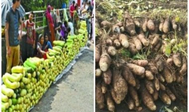 उपलब्धि सरोकार : बालम ककड़ी और रतलामी गराडू को मालवी गराडू के नाम से मिला जी.आई. टैग