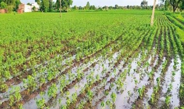 रतलाम जिले में मानसून मेहरबान:  जावरा और पिपलोदा में झमाझम बरसा अमृत