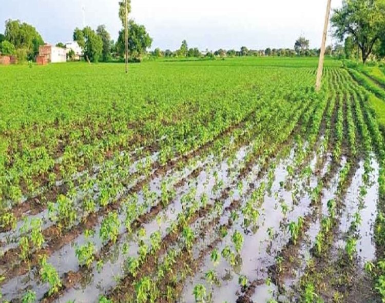 रतलाम जिले में मानसून मेहरबान:  जावरा और पिपलोदा में झमाझम बरसा अमृत