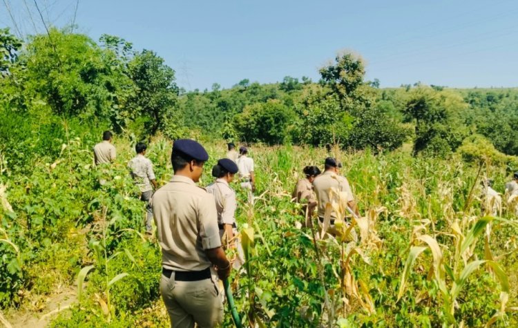 रतलाम में बड़ी कार्रवाई: कपास और मक्का के खेतों के बीच गांजे की अवैध खेती का भंडाफोड़
